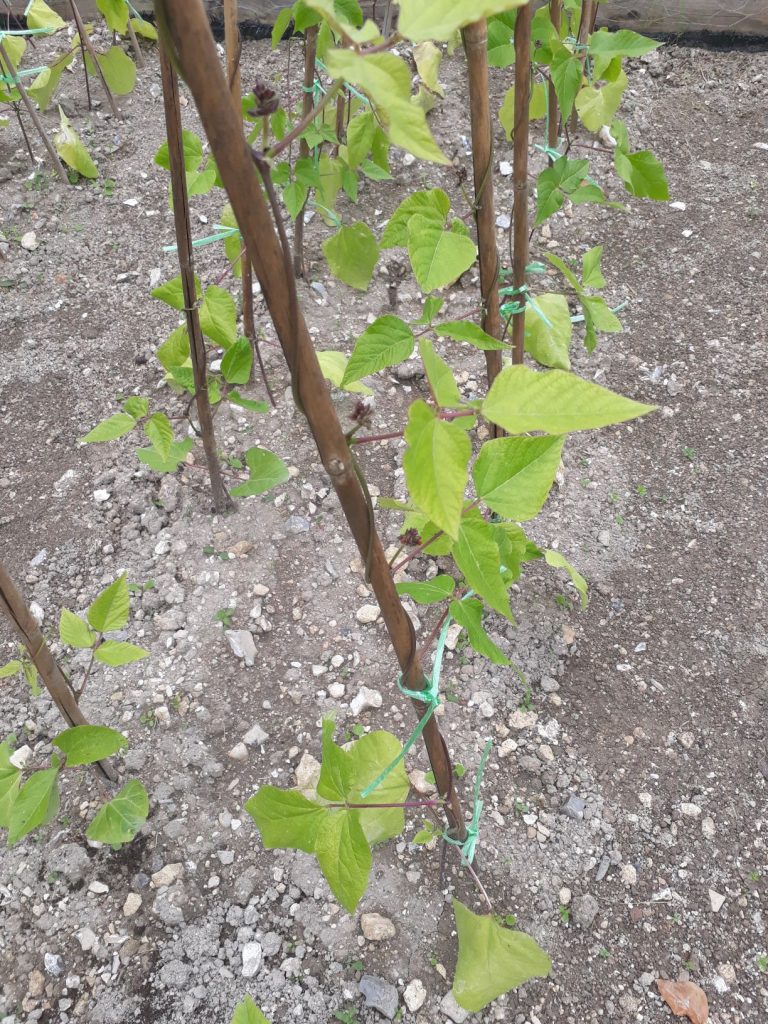 Runner Beans