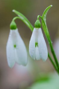 snowdrops