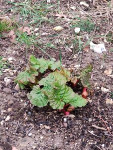 Rhubarb from my allotment