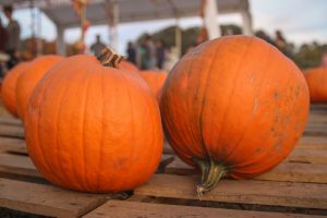 pumpkins 
