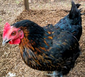 Meet Rosie one of my five hens