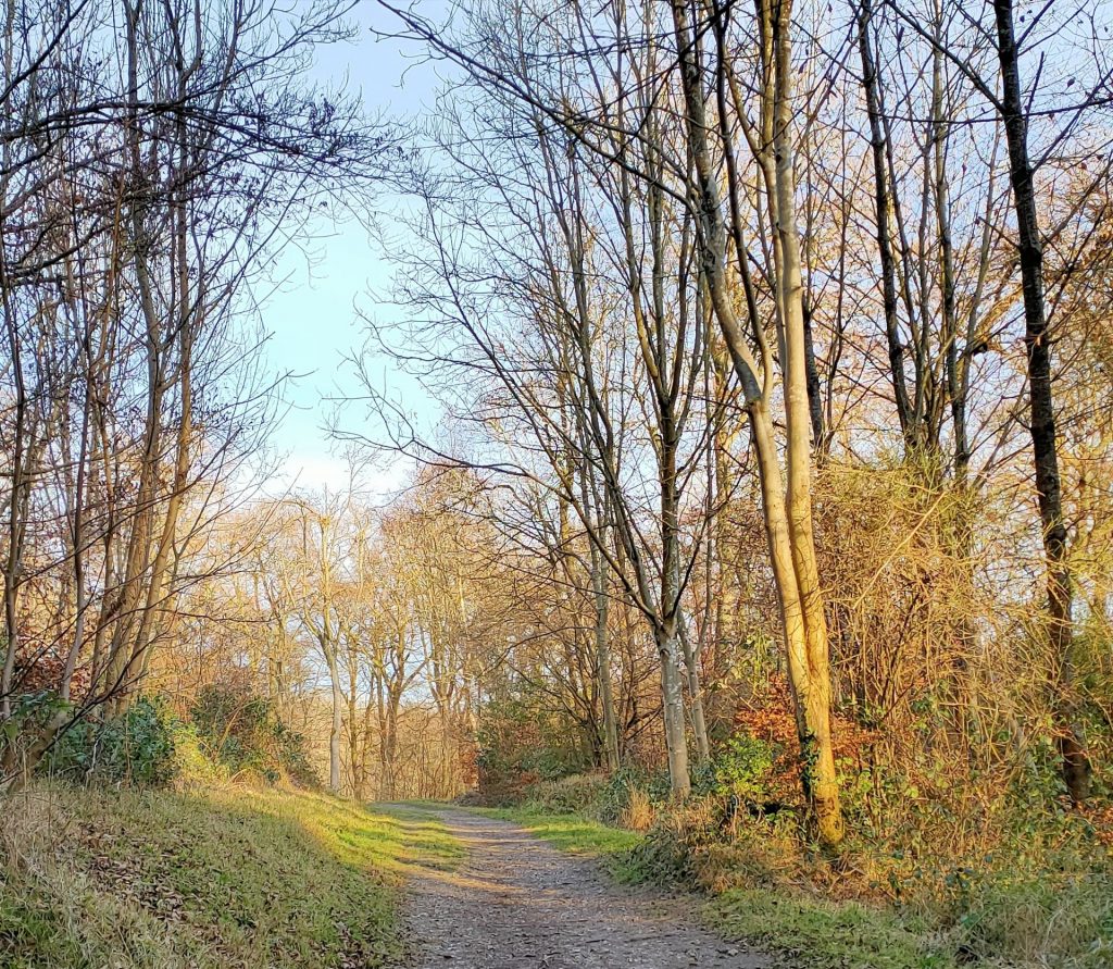 a walk in the woods